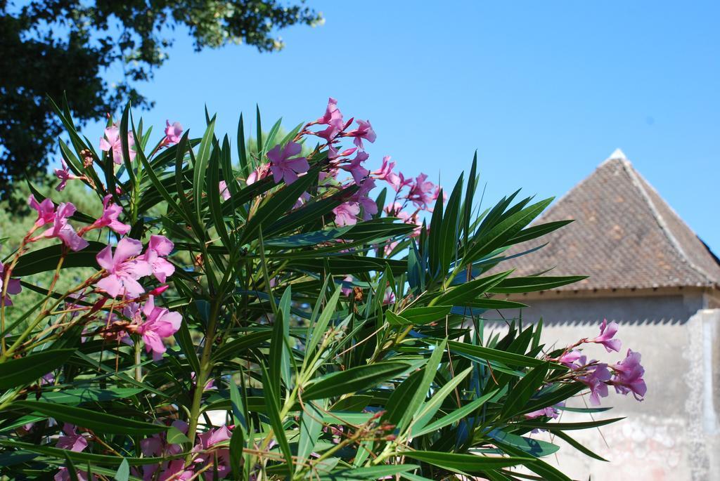 Chateau Neuf Le Desert Le Pizou Exterior foto